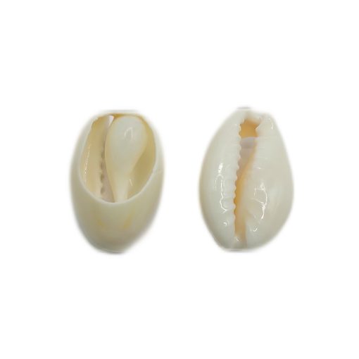Cowrie-Shell-Beads-10mm~100pcs-white