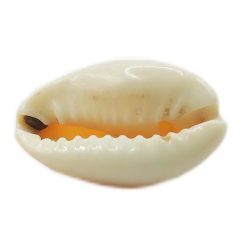 crowie-shell-white-12mm~110pcs-natural-white